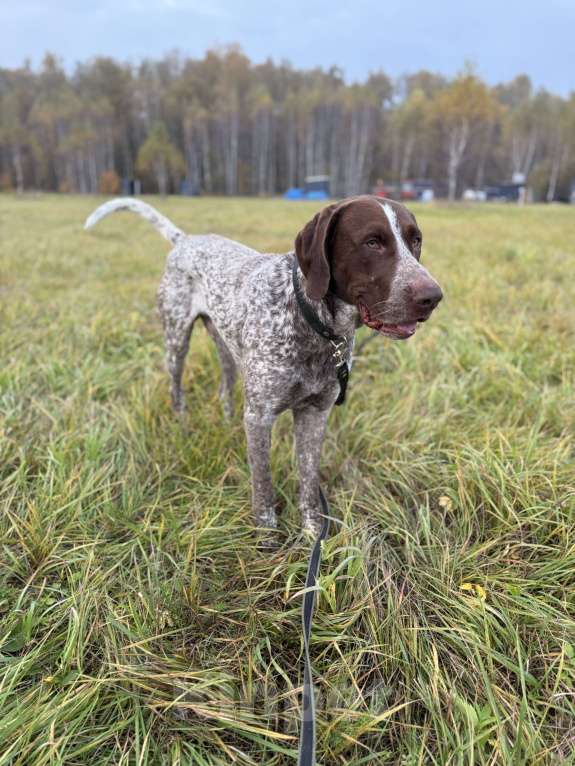 Собаки в Домодедово: Шикарный парень Лорд Мальчик, Бесплатно - фото 4