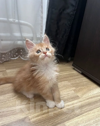 Кошки в Балашихе: Рыжий мальчик мейн-кун Мальчик, 35 000 руб. - фото 4