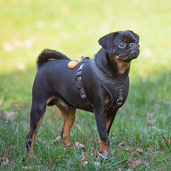 Пти-брабансон