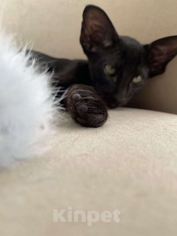 Кошки в Анапе: Ориентальный котенок Мальчик, 75 000 руб. - фото 2