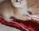 Кошки в Малмыже: В золотых окрасах, 1 руб. - фото 2