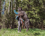 Собаки в Клине: Овчарка Грей Мальчик, Бесплатно - фото 3
