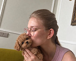 Собаки в Москве: девочка мальтипу F1 Девочка, 85 000 руб. - фото 2