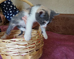 Кошки в Красногорске: Котенок Эмма 1,5 месяца очень хочет на ручки  Девочка, Бесплатно - фото 4