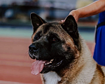 Собаки в Самаре: Открыт для вязок  Мальчик, 40 000 руб. - фото 3