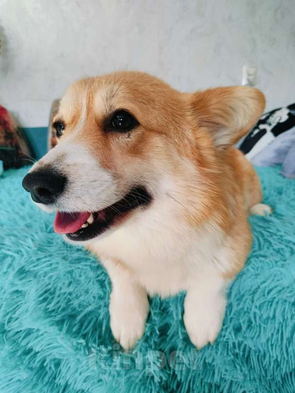 Собаки в Воронеже: Вельш корги пемброк натуральный бобтейл Девочка, 35 000 руб. - фото 4