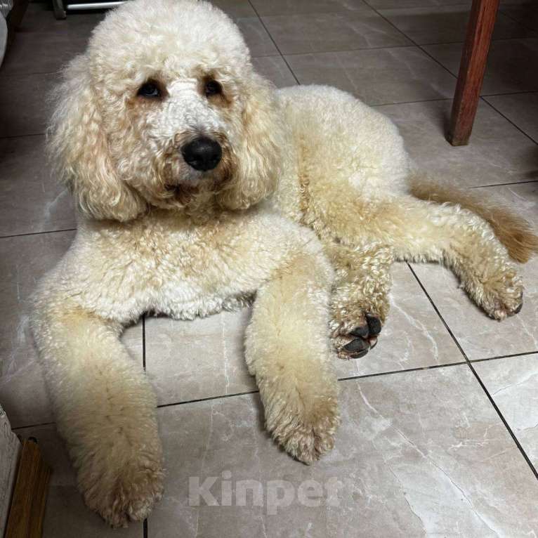 Собаки в Москве: Вязка кобеля Мальчик, Бесплатно - фото 3