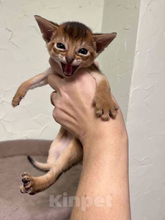 Кошки в Звенигороде: Абиссинские котята Мальчик, 60 000 руб. - фото 1