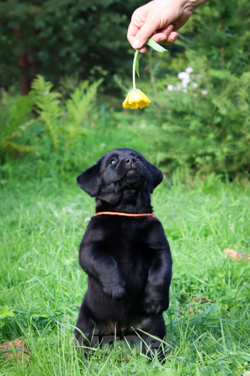 Собаки в Санкт-Петербурге: Щенки лабрадора  Мальчик, 90 000 руб. - фото 3