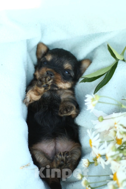 Собаки в Новосибирске: Девочка, лапушка.  Девочка, 50 000 руб. - фото 2