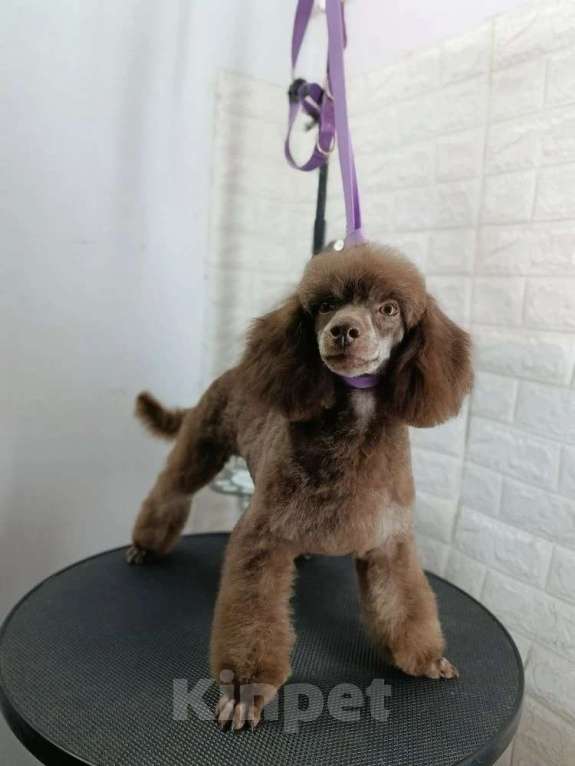Собаки в Ставрополе: Шоколадный карликовый мальчик  Мальчик, 55 000 руб. - фото 3