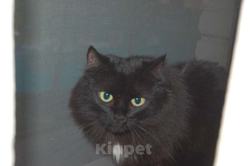 Кошки в Москве: Лея и Леся ищут дом Девочка, Бесплатно - фото 4