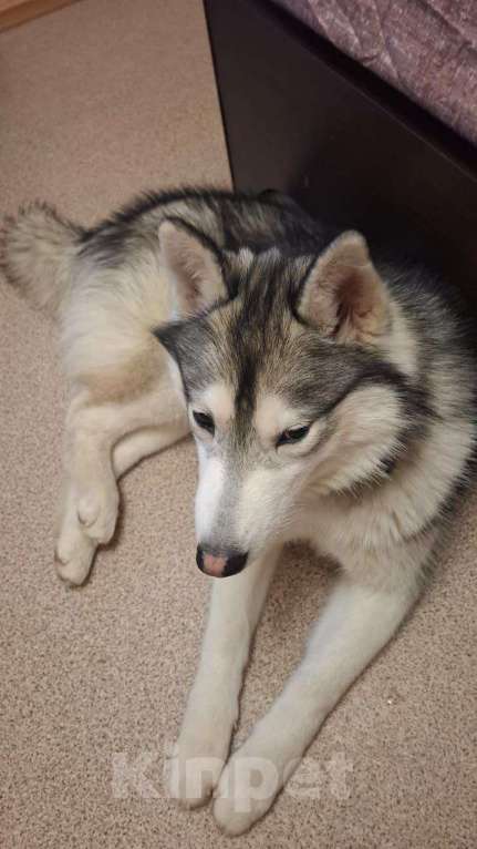 Собаки в Волгограде: Найден кобель Хаски Мальчик, Бесплатно - фото 2