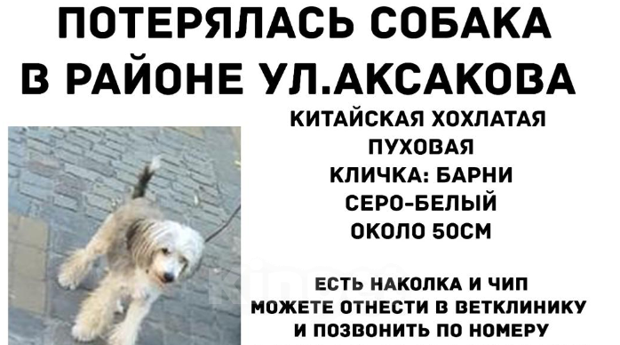 Собаки в Калининграде: Помогите найти члена семьи Мальчик, 1 руб. - фото 1