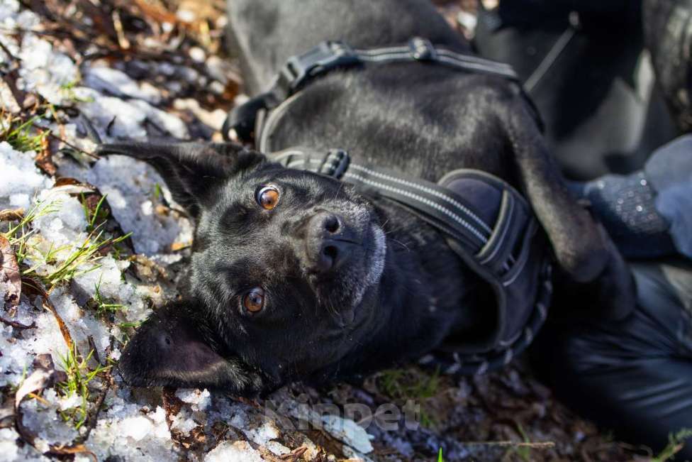 Собаки в Москве: Спасённая со стройки Альма нуждается в любящих хозяевах! Девочка, Бесплатно - фото 6