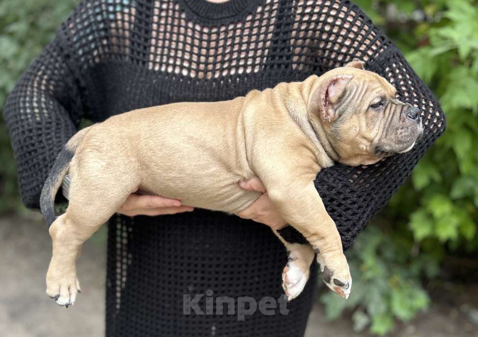 Собаки в Воронеже: Мальчик  Мальчик, 70 000 руб. - фото 2