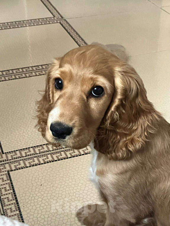 Собаки в Москве: Щенок английский кокер-спаниель ищет новый дом Девочка, 10 000 руб. - фото 1