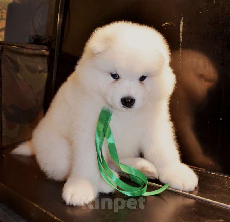 Собаки в Москве: Самоедики Разнополые, 35 000 руб. - фото 1