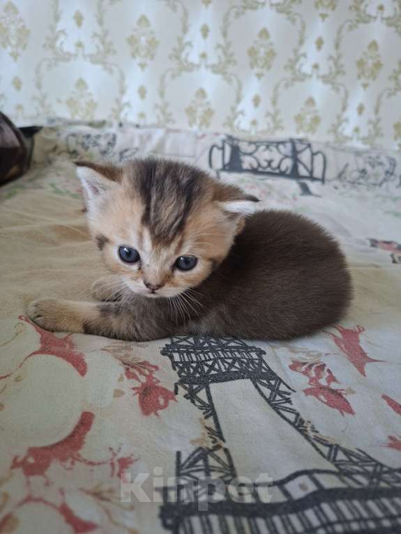 Кошки в Симферополе: 2 мальчика шотландских  Мальчик, 15 000 руб. - фото 2