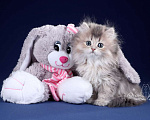 Кошки в Санкт-Петербурге: Британский длинношерстный котик Мальчик, Бесплатно - фото 5