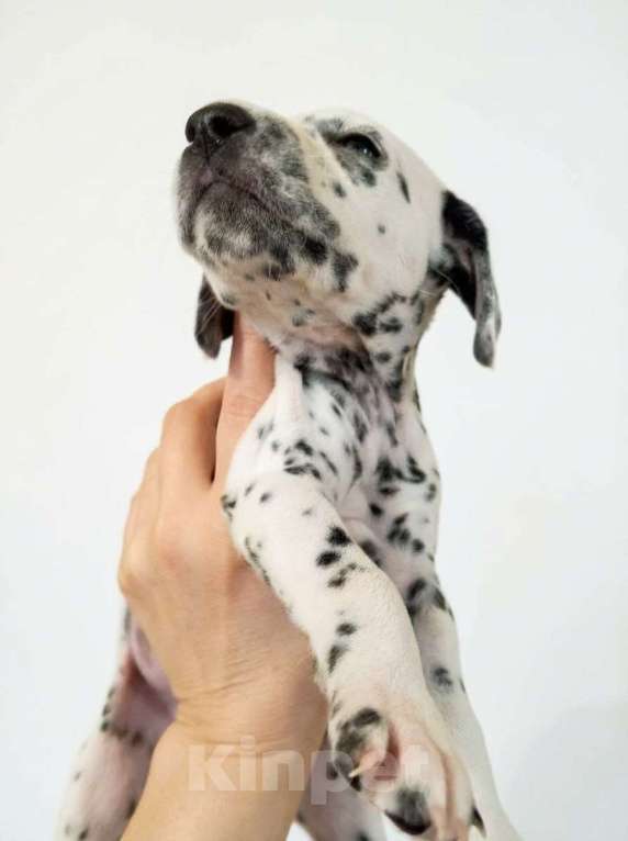 Собаки в Иркутске: Щенок далматина (девочка) Девочка, 35 000 руб. - фото 5