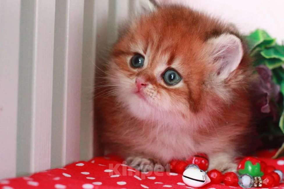 Кошки в Москве: Золотой котик с документами  Мальчик, 25 000 руб. - фото 2