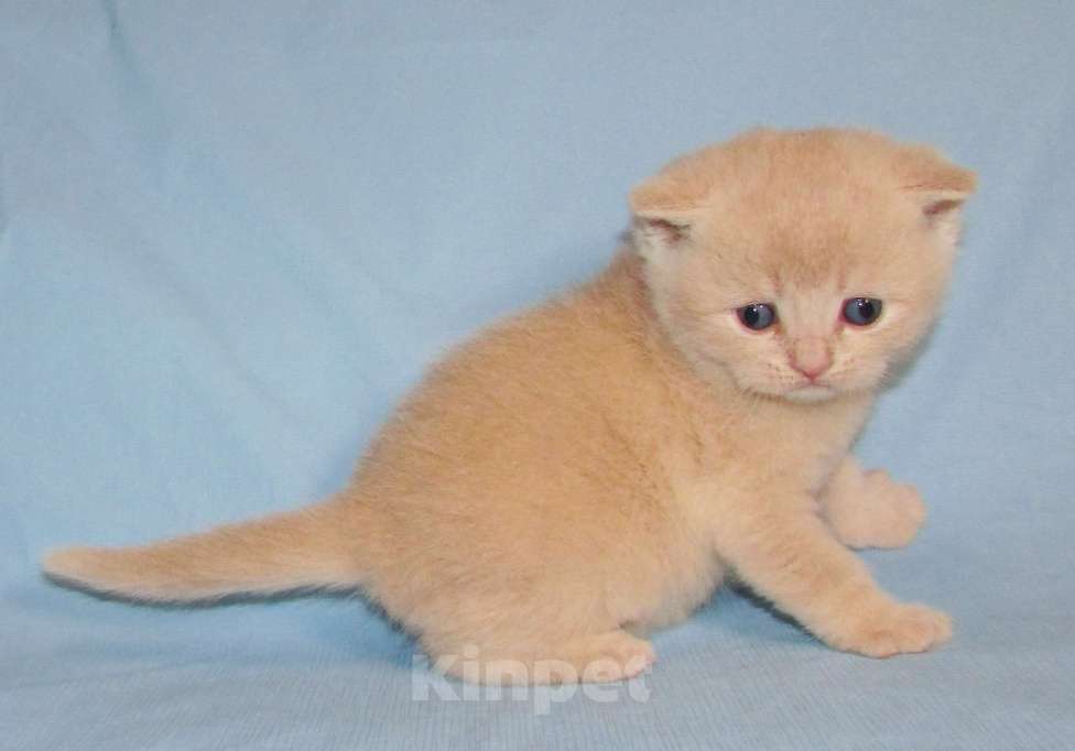 Кошки в Санкт-Петербурге: шотландский кремовый котик Мальчик, 25 000 руб. - фото 4