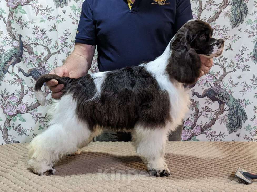 Собаки в Рыбинске: Щенки шоколадного пула Девочка, 45 000 руб. - фото 1