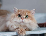 Кошки в Владивостоке: Британский длинношерстный котенок драгоценного окраса Мальчик, 100 000 руб. - фото 5