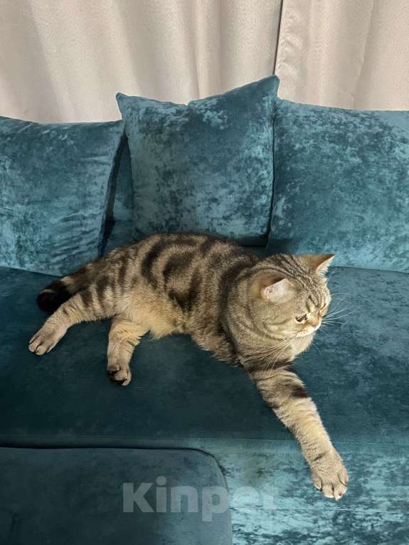 Кошки в Подольске: Отдам котика в добрые руки Мальчик, Бесплатно - фото 3