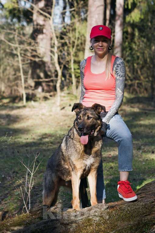 Собаки в других городах Московской области: Большой добрый Чивас в дар Мальчик, Бесплатно - фото 7