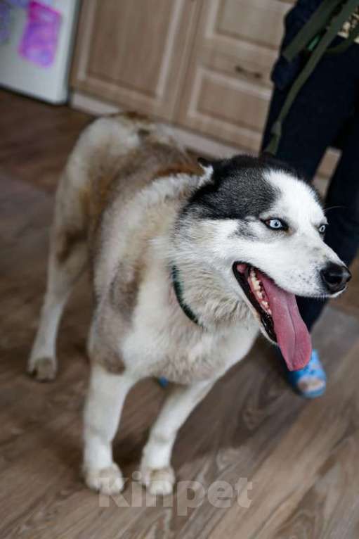 Собаки в Москве: Голубоглазый хаски Вольт в добрые руки Мальчик, 1 руб. - фото 6