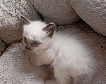 Кошки в Санкт-Петербурге: Продам тайских котят Санкт-Петербург Мальчик, Бесплатно - фото 2