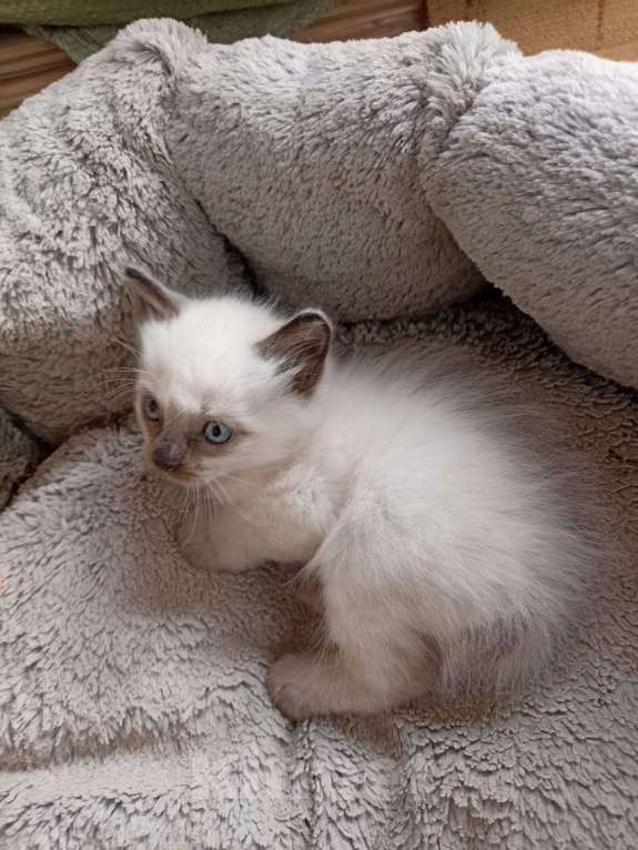 Кошки в Санкт-Петербурге: Продам тайских котят Санкт-Петербург Мальчик, Бесплатно - фото 2