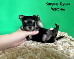 Собаки в Сосновом Бору: Мальчик йорктиз Максим ( документы НРКА) Мальчик, 37 000 руб. - фото 1