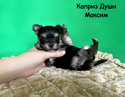 Мальчик йорктиз Максим ( документы НРКА)