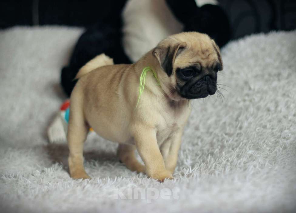 Собаки в Новосибирске: Девочка Мопс Девочка, 30 000 руб. - фото 3