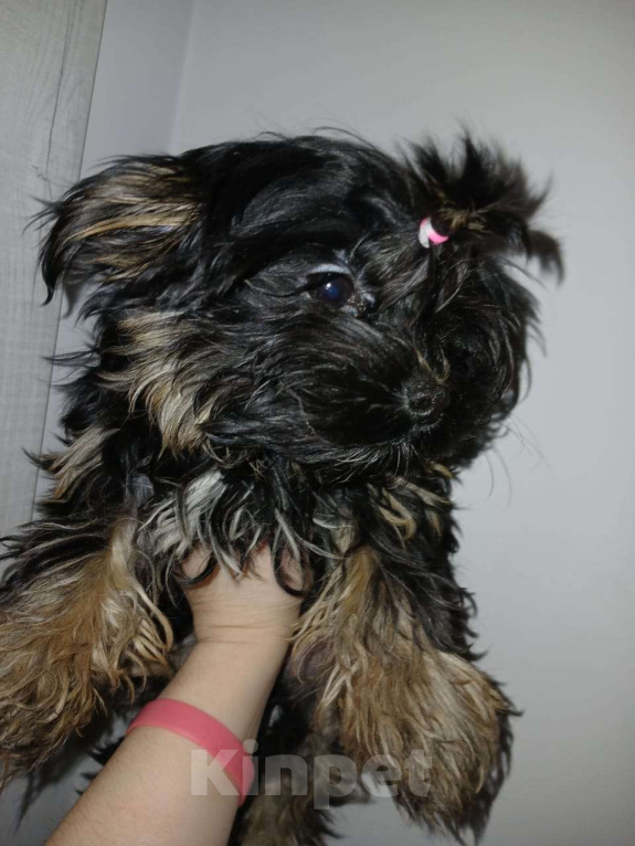 Собаки в Иркутске: Продам щенка йоркширского терьера Девочка, 20 000 руб. - фото 2