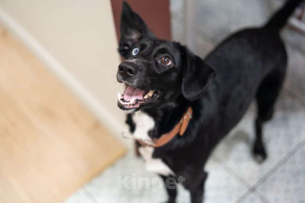 Собаки в Люберцах: Метис овчарки и спаниеля Девочка, Бесплатно - фото 1