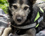 Собаки в Химках: Бруно ищет дом Мальчик, Бесплатно - фото 8