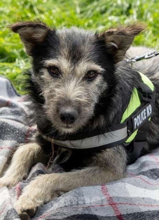 Собаки в Химках: Бруно ищет дом Мальчик, Бесплатно - фото 8