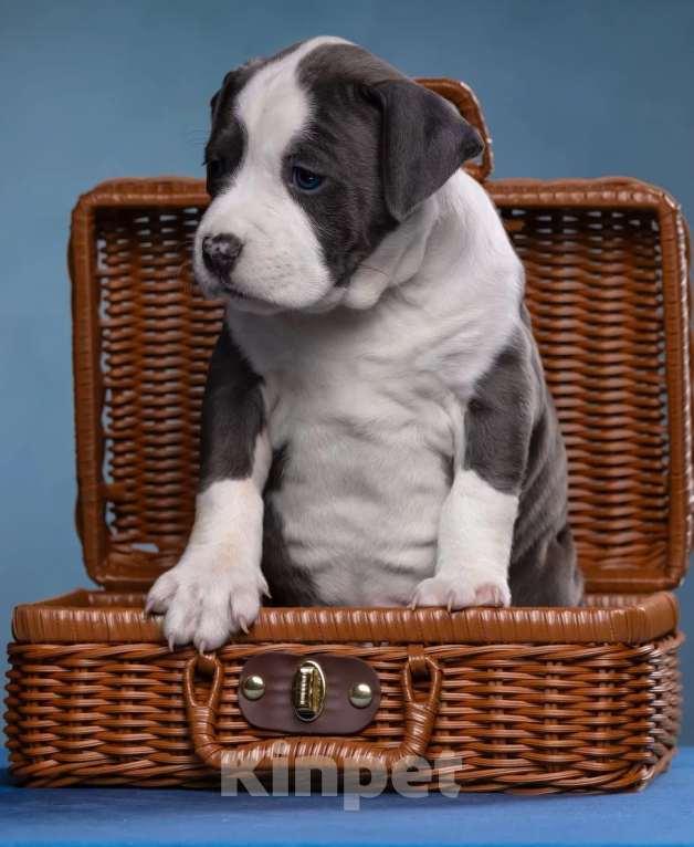 Собаки в Санкт-Петербурге: Продаётся шикарный парень Мальчик, Бесплатно - фото 2