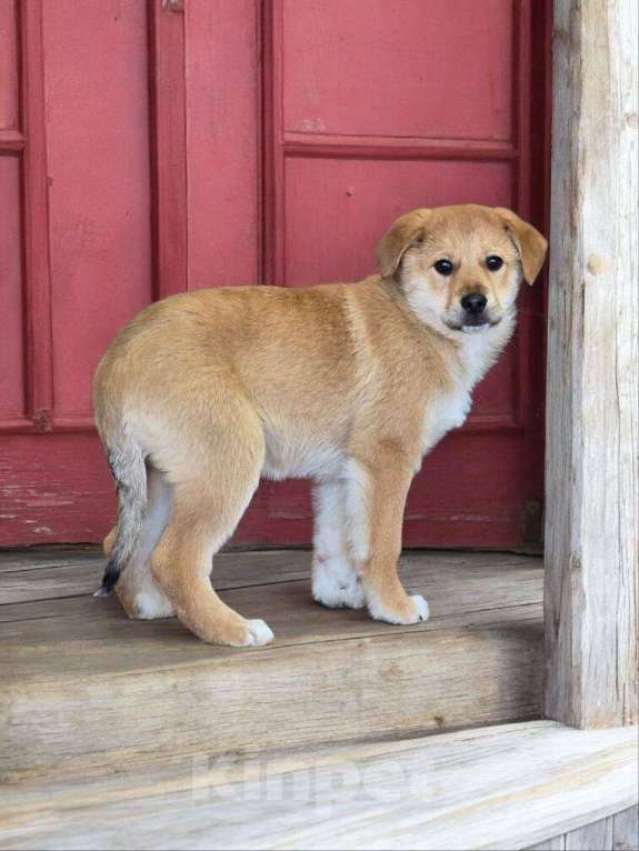 Собаки в Москве: Щенок Лада ищет дом Девочка, Бесплатно - фото 6