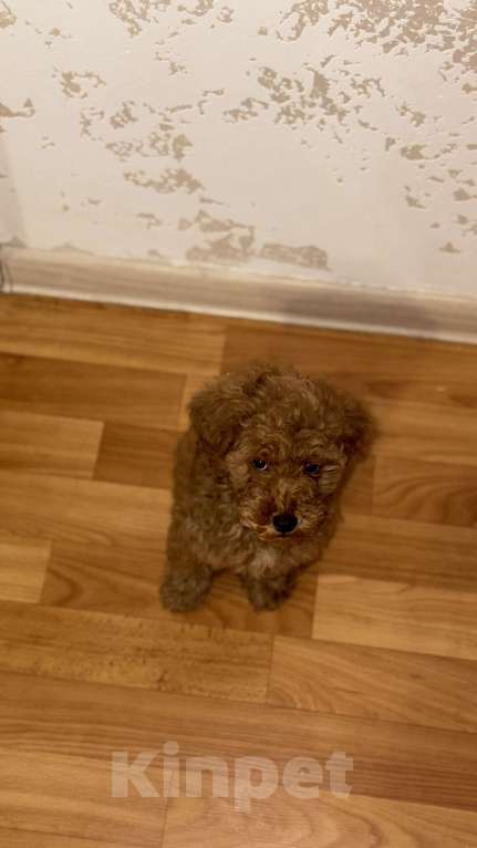 Собаки в Набережных Челнах: Щенок той-пуделя Мальчик, 50 000 руб. - фото 2