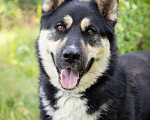 Собаки в Солнечногорске: Супер-пёс в поисках семьи! Мальчик, Бесплатно - фото 9