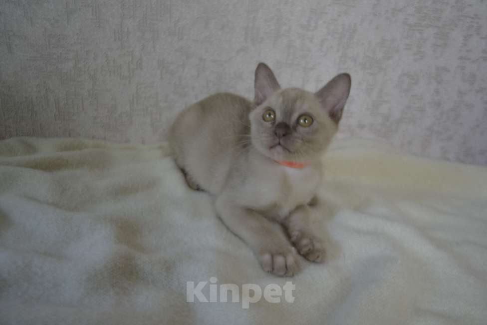 Кошки в Ковровом: Котята европейской бурмы Разнополые, Бесплатно - фото 6