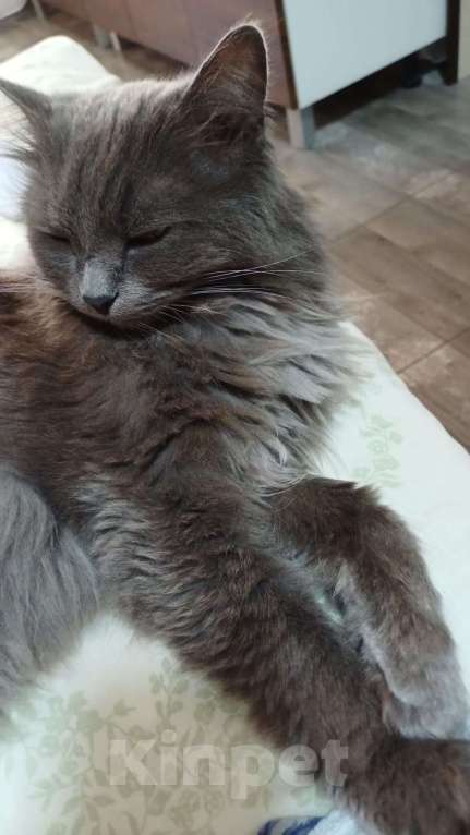 Кошки в Сочи: Кошка в добрые руки Девочка, Бесплатно - фото 7