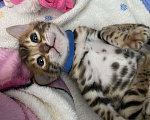 Кошки в других городах Московской области: Бенгальские котята Девочка, 40 000 руб. - фото 6