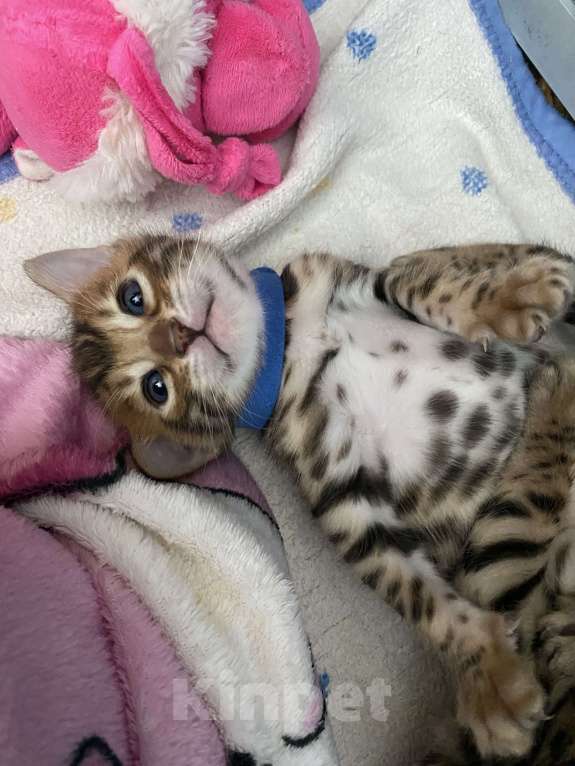 Кошки в других городах Московской области: Бенгальские котята Девочка, 40 000 руб. - фото 6