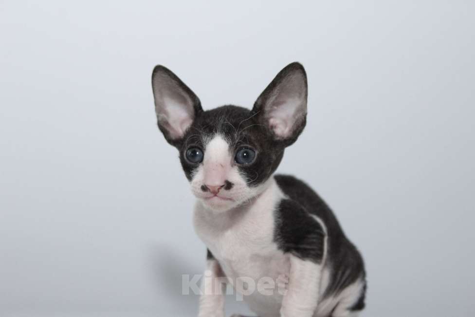 Кошки в Москве: малыши к резервированию. питомник Корнелита Мальчик, 60 000 руб. - фото 7